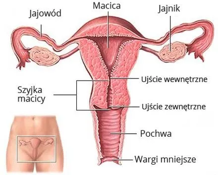 Obniżenie szyjki macicy po porodzie – co mówią zdjęcia i badania?