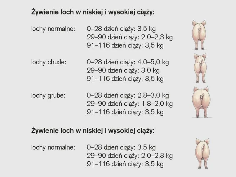 Ciąża u świń
