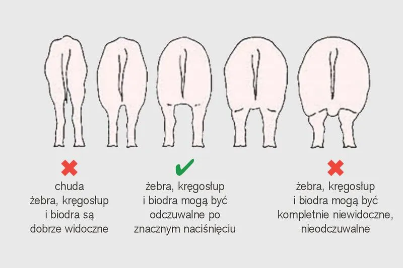 Dieta w trakcie ciąży