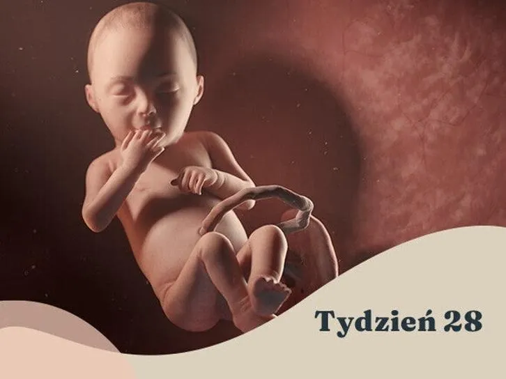 Rozwój płodu w ciąży