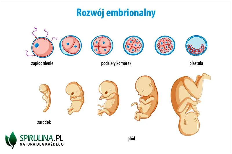 Status człowieka