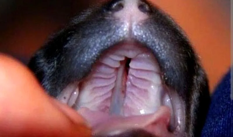 Terapia nosowania
